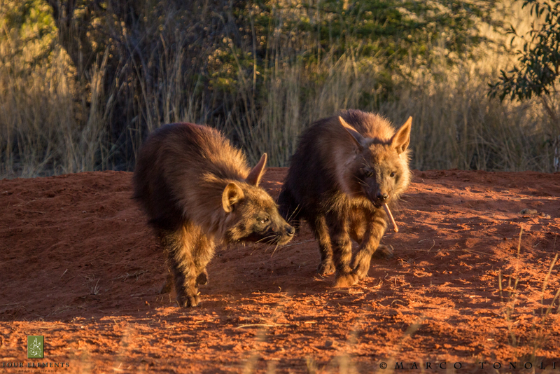 Illustration for article titled Wednesday Hyena - Hyaena brunnea Edition